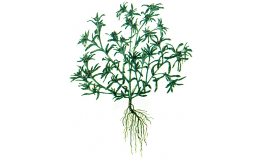 Урыҫ кейеҙ үләне (Filaginella rossica)
