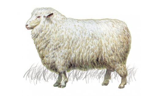 Баран северокавказской мясо-шёрстной породы