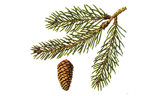 Себер шыршыһы (Picea obovata)