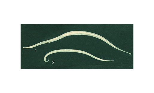 Аскарида человеческая (Ascaris lumbricoides): 1 – самка; 2 – самец