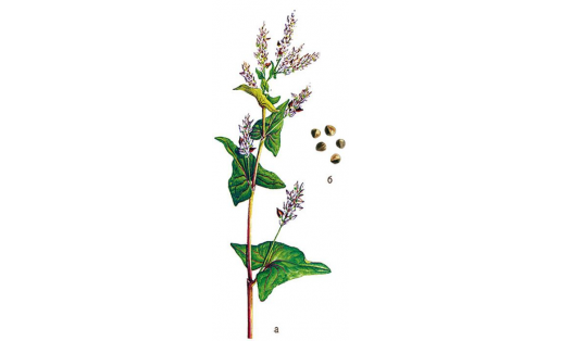 Гречиха посевная (Fagopyrum esculentum): а — цветущий побег; б — плоды Buckwheat (Fagopyrum esculentum): a – flowering shoot; b – fruits