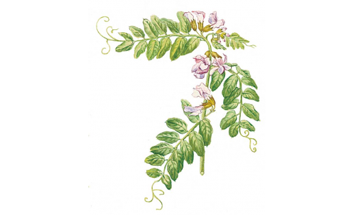 Горошек заборный (Vicia sepium)