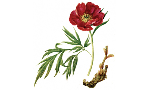 Пион уклоняющийся (Paeonia anomala)