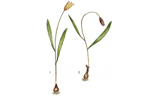 Тюльпаны: 1 — тюльпан Биберштейна (Tulipa biebersteiniana); 2 — тюльпан поникающий (Tulipa patens)