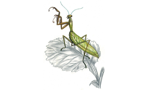 Суфый сиңерткә (Mantis religiosa)