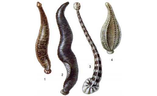 Һөлөктәр: 1 — ябай герпобделла (Herpobdella octoculata); 2 — ялған ат һөлөгө (Haemopis sanguisuga); 3 — балыҡ һөлөгө (Piscicola geometra); 4 — ҡусҡар һөлөгө (Glossiphonia complanata)