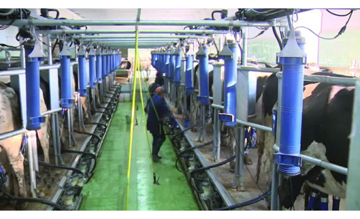 Племзавод Ленина: доильный зал The Lenin Breeding Plant: milking parlor