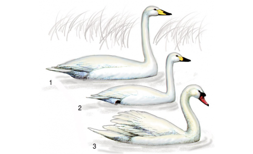 Лебеди: 1 — лебедь‑кликун (Cygnus cygnus); 2 — лебедь малый (Cygnus bewickii); 3 — лебедь‑шипун (Cygnus olor)