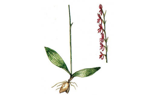 Неоттианта клобучковая (Neottianthe cuculata)