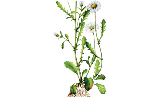 Ябай аҡ сәскә (Leucanthemum vulgare)