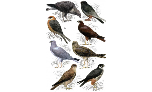 Ыласын һымаҡтар: 1 — йомағара (Buteo lagopus); 2 — мүктәрге (Falco vespertinus), ата ҡош, 2а — шул уҡ, инә ҡош; 3 — һаҙ көйгәнәге (Circus aeruginosus), инә ҡош; 4 — баҫыу көйгәнәге (Circus cyaneus), ата ҡош, 4а — шул уҡ, инә ҡош; 5 — торомтай (Falco tinnunculus), инә ҡош; 6 — ҡыйғыр (Falco subbuteo)