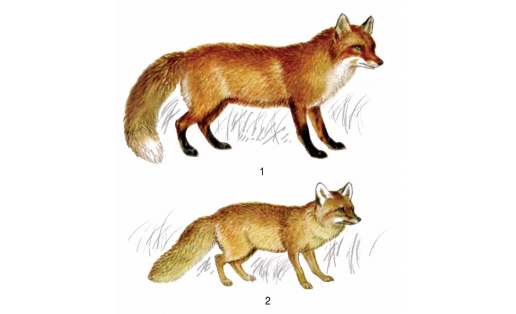 Лисицы: 1 — лисица обыкновенная (Vulpes vulpes); 2 — корсак (Vulpes corsac)