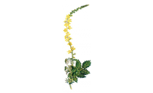 Репейничек обыкновенный (Agrimonia eupatoria)