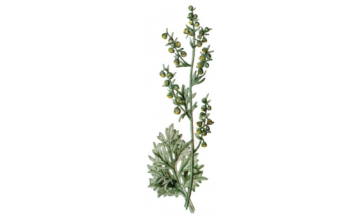 Полынь горькая (Artemisia_absinthium)