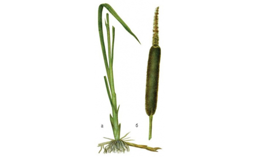 Рогоз широколистный (Typha latifolia): а — растение; б — соцветие