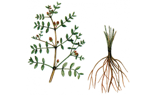 Парнолистник перистый (Zygophyllum pinnatum)