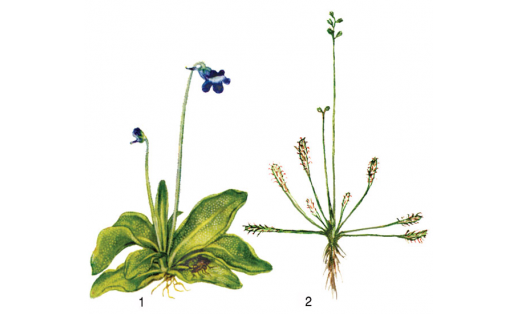 Насекомоядные растения: 1 — жирянка обыкновенная (Pinguicula vulgaris); 2 — росянка английская (Drosera anglica)