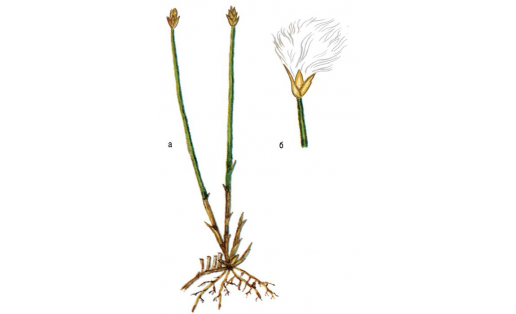 Альп йөнтәҫ күрәне (Trichophorum alpinum): а — үҫемлеге; б — сәскә эргәлеге