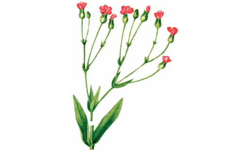 Пирамидаль меңбаш (Vaccaria hispanica)