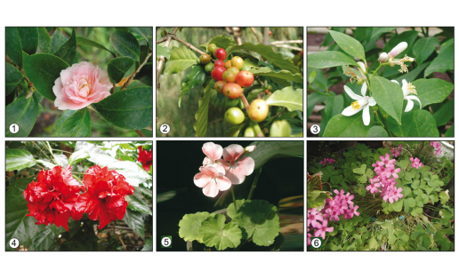 Бүлмә үҫемлектәре: 1 — япон камелияһы (Саmelia japonica); 2 — аравий ҡәһүәһе (Coffea arabica); 3 — лимон (Citrus limon); 4 — ҡытай розаһы (Hibiscus rosa); 5 — зональ пеларгония (Pelargonium zonale); 6 — Деппея ҡымыҙлығы (Oxalis deppei)