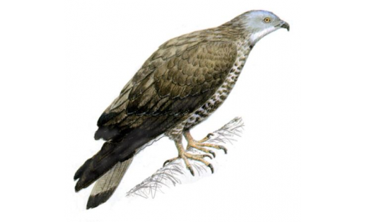 Осоед обыкновенный (Pernis apivorus)