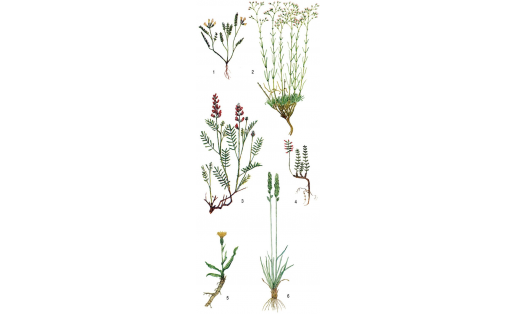 Петрофиттар: 1 – ҡая астрагалы (Astragalus rupifragus); 2 – Патрэн  ҡамғағы (Gypsophila patrinii); 3 – Разумовский тәңкәғуҙағы (Hedysarum razoumovianum); 4 – урал ҡыйыҡтажы (Oxytropis uralensis); 5 – яланғас еҫле сәскә (Scorzonera glabra); 6 – шырт төклө