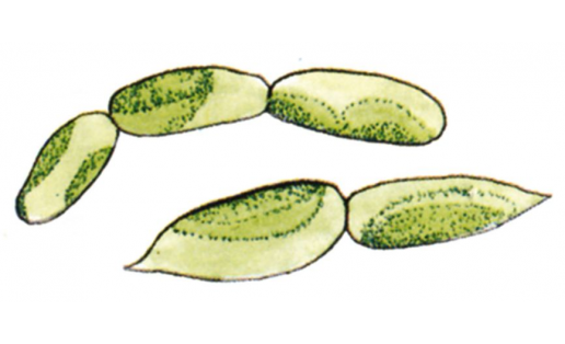 Колиелла вечнозелёная (Koliella sempervirens)
