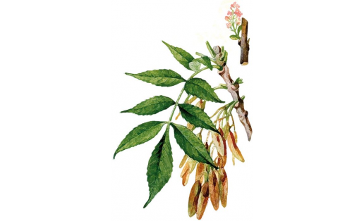 Ланцет ҡорос ағас (Fraxinus lanceolata)