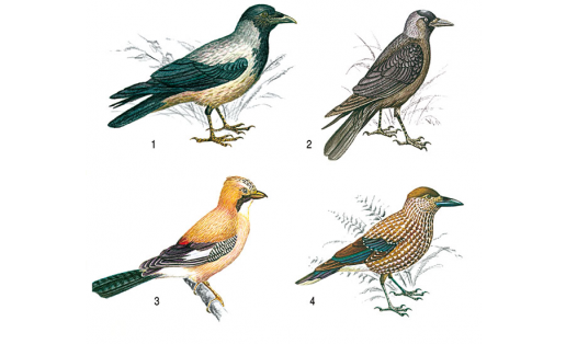 Ҡарғалар: 1 — ала ҡарға (Corvus cornix); 2 — сәүкә (Corvus monedula); 3 — бараба (Garrulus glandarius); 4 — баянғош (Nucifraga caryocatactes)
