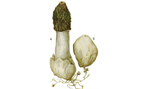 Ябай фаллюс (Phallus impudicus): а – өлгөргән емешлек тәне; б – йомортҡа стадияһы