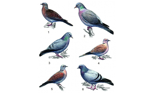 Голуби: 1 — большая горлица (Streptopelia orientalis); 2 — вяхирь (Columba palumbus); 3 — клинтух (Columba oenas); 4 — кольчатая горлица (Streptopelia decaocto); 5 — обыкновенная горлица (Streptopelia turtur); 6 — сизый голубь (Columba livia) Pigeons: 1 – a large turtle dove (Streptopelia orientalis); 2 – wood pigeon (Columba palumbus); 3 – stock dove (Columba oenas); 4 – collared dove (Streptopelia decaocto); 5 – European turtle dove (Streptopelia turtur); 6 – rock dove (Columba livia)