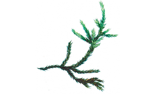 Гехеб брахитециумы (Brachythecium geheebii)