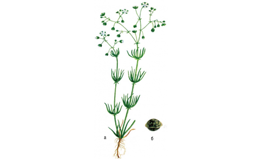 Торица полевая (Spergula arvensis): а — растение; б — семя.