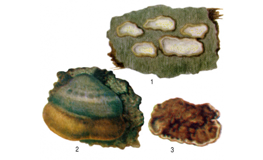 Фомитопсистар: 1 – йәйкә рәүешле фомитопсис (Fomitopsis scutellata); 2 – ал фомитопсис (Fomitopsisrosea); 3 – тамыр губкаһы (Fomitopsis annosa)