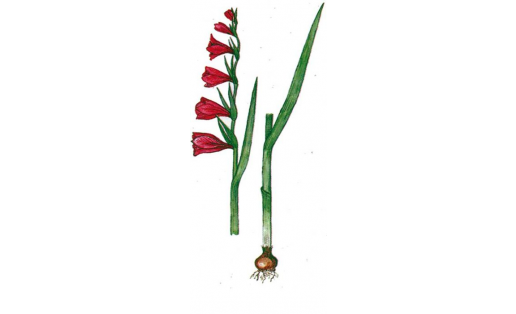 Шпажник тонкий (Gladiolus tenuis)