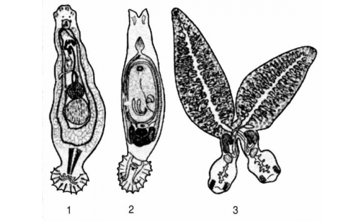 Моногенеи, паразитирующие на жабрах карповых: 1 — дактилогирус вастатор (Dactylogyrus vastator); 2 — гиродактилюс элеганс (Gyrodactylus elegans); 3 — спайник парадоксальный (Diplozoon paradoxum)
