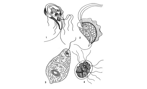 Жгутиковые: 1 – лямблия кишечная (Lamblia intestinalis); 2 — трихомонас пахучий (Trichomonas foetus); 3 — эвглена зелёная (Euglena viridis); 4 — пандорина морум (Pandorina morum)