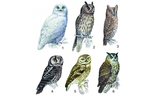 Совообразные: 1 — сова белая (Nyctea scandiaca), самец; 2 — сова ушастая (Asio otus); 3 — сплюшка (Otus scops); 4 — сыч мохноногий (Aegolius funereus); 5 — сыч домовый (Athene noctua); 6 — филин (Bubo bubo) Strigiformes: 1 – snowy owl (Nyctea scandiaca), male; 2 – long eared owl (Asio otus); 3 – scops own (Otus scops); 4 – boreal own (Aegolius funereus); 5 – little owl (Athene noctua); 6 – Eurasian eagle owl (Bubo bubo)