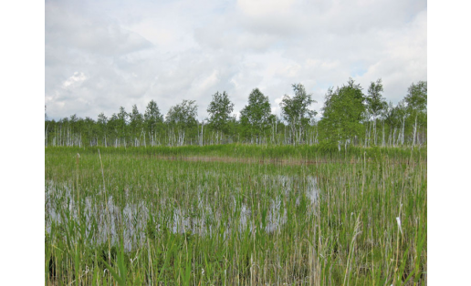 Аркауловское болото