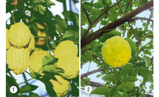 Цитрон (Citrus medica). Сорта: 1 — Павловский; 2 — Уралтау Citron (Citrus medica). Cultivars: 1 – Pavlovsky; 2 – Uraltau