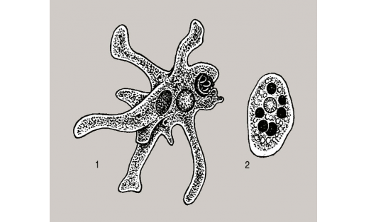 Амёбалар: 1 — протей (Amoeba proteus); 2 — эсәк амёбаһы (Entamoeba histolytica)