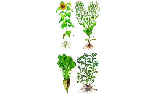 Технические культуры: 1 – подсолнечник масличный; 2 – рапс; 3 – свёкла сахарная; 4 – картофель клубненосный Technical crops: 1 — oilseed sunflower; 2 — canola; 3 — sugar beet; 4 — tuberous potatoes