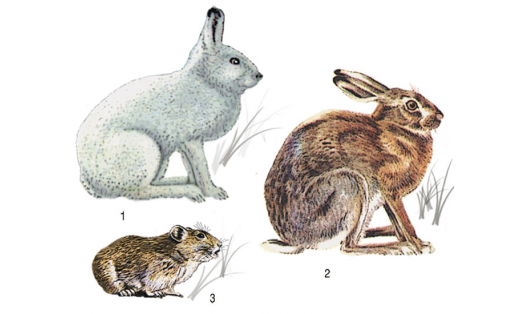 Зайцеобразные: 1 – заяц-беляк (Lepus timidus); 2 – заяц-русак (Lepus europaeus); 3 – пищуха малая (Ochotona pusilla)