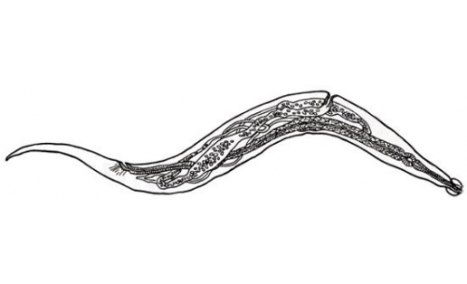 Острица (Enterobius vermicularis)