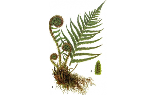 Щитовник мужской (Dryopteris filix‑mas): а — растение с корневищем и развивающимися листьями; б — нижняя сторона дольки листа с сорусами