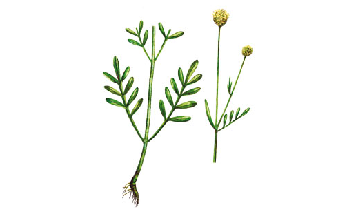 Головчатка уральская (Cephalaria uralensis)