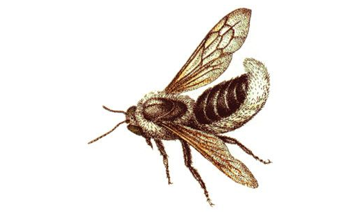 Мегахила округлая (Megachile rotundata)