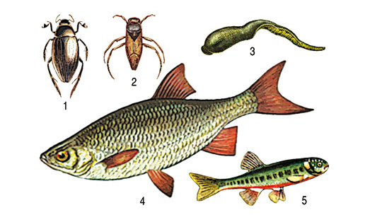Һыу хайуандары: 1 — ҡара һыуһөйәр (Hydrous piceus); 2 — ябай салҡан (Notonecta glauca); 3 — ҙур ялған ат һөлөгө (Haemopis sanguisuga); 4 — ҡыҙылғанат (Scardinius erythrophthalmus); 5 — ябай гольян (Phoxinus phoxinus)
