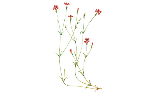 Ҡыҙыл ҡәнәфер (Dianthus deltoides)