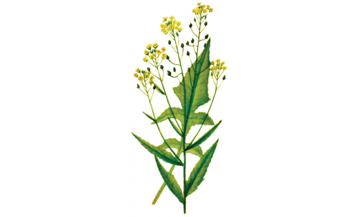 Свербига восточная (Bunias orientalis)